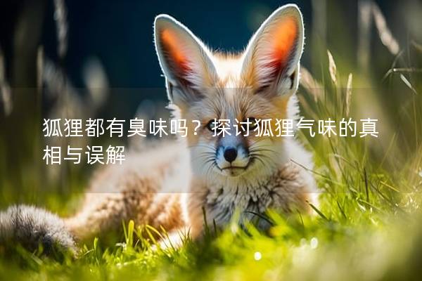 狐貍都有臭味嗎？探討狐貍氣味的真相與誤解